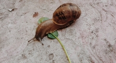 Cornu aspersum