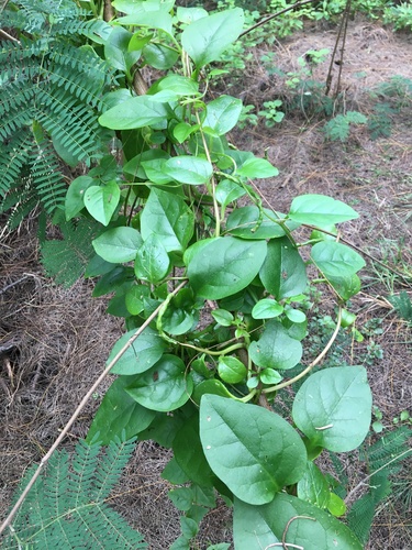 Basella alba observed 2022-01-09