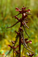 Pedicularis parviflora