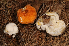 Hypomyces chlorinigenus