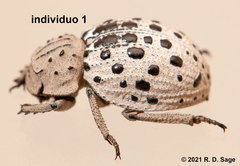 Omorgus pastillarius