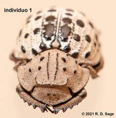 Omorgus pastillarius