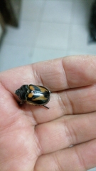 Oryctomorphus bimaculatus