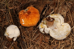 Hypomyces chlorinigenus