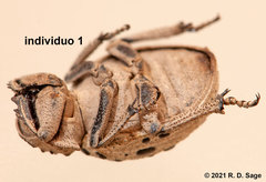 Omorgus pastillarius