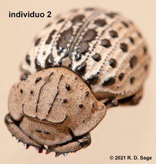 Omorgus pastillarius