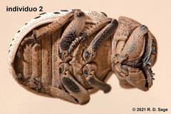 Omorgus pastillarius