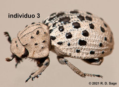 Omorgus pastillarius