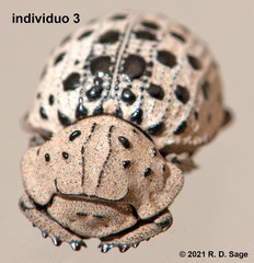 Omorgus pastillarius