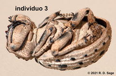 Omorgus pastillarius