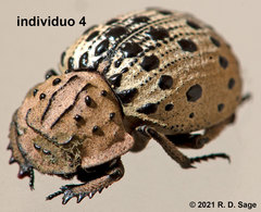 Omorgus pastillarius