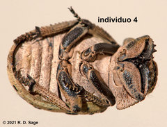 Omorgus pastillarius