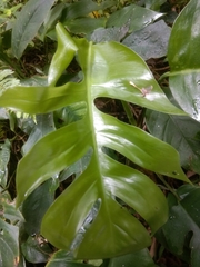 Rhaphidophora tetrasperma