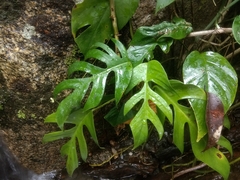 Rhaphidophora tetrasperma