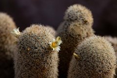 Mammillaria estebanensis