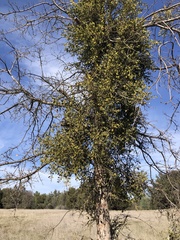 Phoradendron leucarpum tomentosum