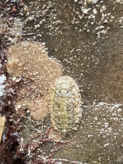 Mopalia porifera