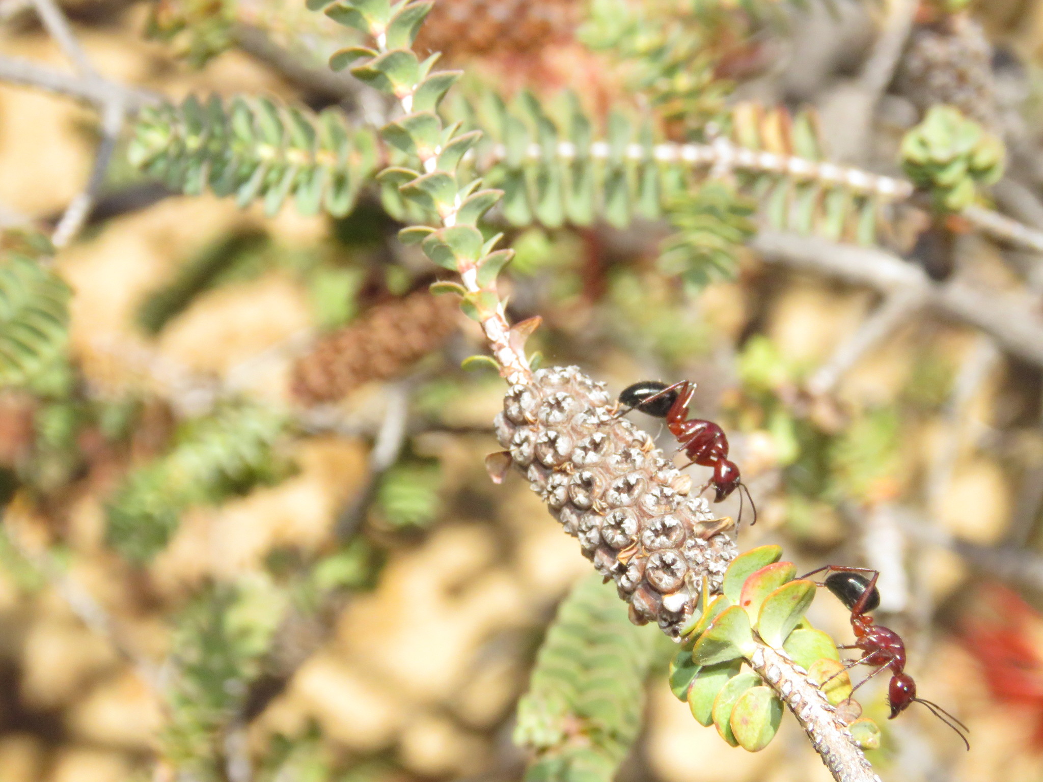 Camponotus postcornutus