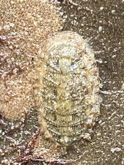 Mopalia porifera
