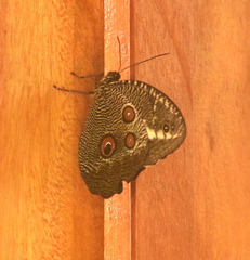 Dasyophthalma creusa