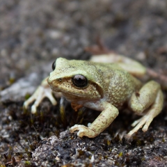 Pristimantis elegans