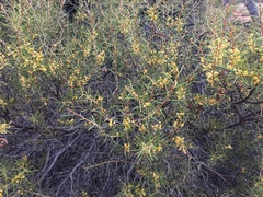 Acacia colletioides