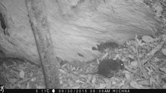 Hypsiprymnodon moschatus