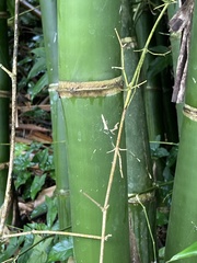 Bambusa dolichoclada