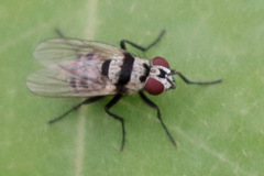 Anthomyia vicarians
