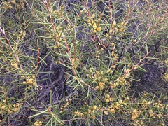 Acacia colletioides