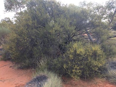 Acacia colletioides