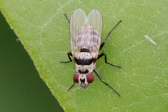 Anthomyia vicarians
