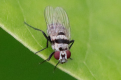 Anthomyia vicarians
