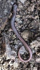 Batrachoseps diabolicus