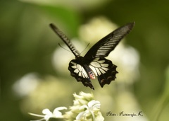 Pachliopta pandiyana