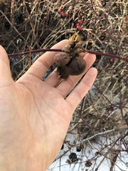 Diplolepis variabilis