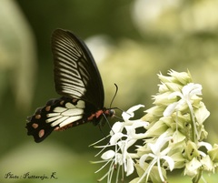 Pachliopta pandiyana