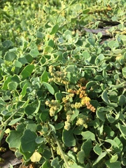 Chenopodium oahuense