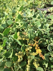 Chenopodium oahuense