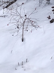 Diplolepis variabilis