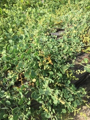 Chenopodium oahuense