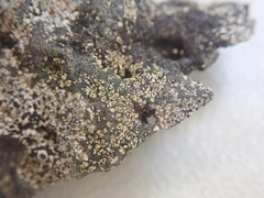 Tylothallia pahiensis