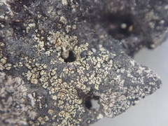 Tylothallia pahiensis