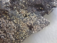 Tylothallia pahiensis