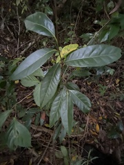 Licaria parvifolia