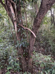 Licaria parvifolia