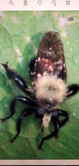 Laphria flavicollis