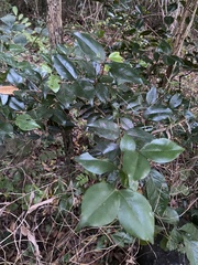 Eugenia biflora