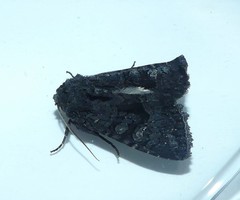 Neumichtis nigerrima