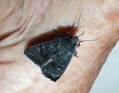 Neumichtis nigerrima